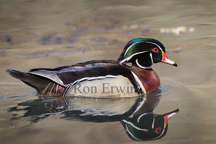 Male Wood Duck