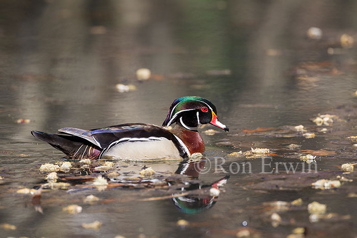 Male Wood Duck