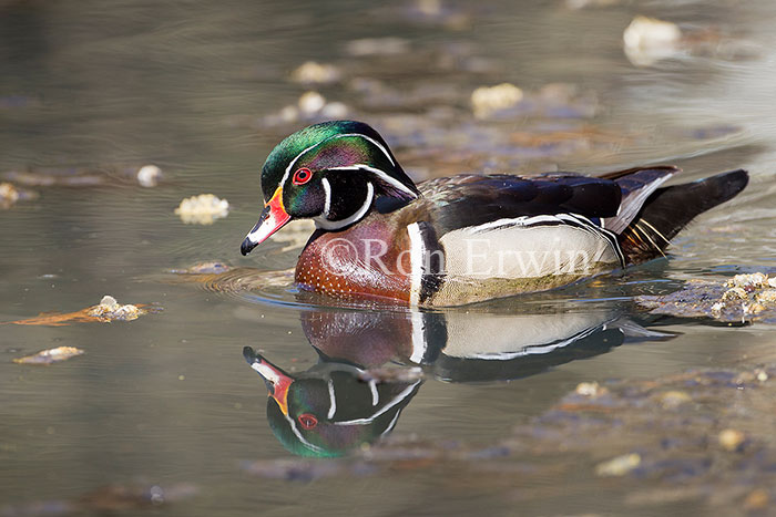 Male Wood Duck