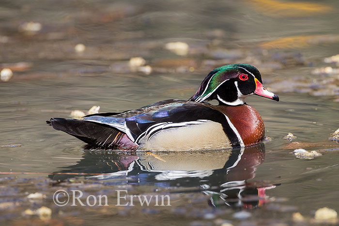 Male Wood Duck