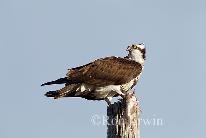 Osprey with Fish
