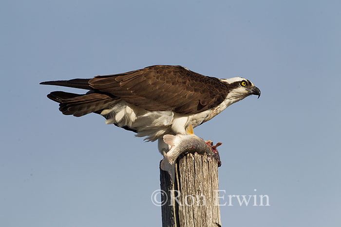 Osprey with Fish