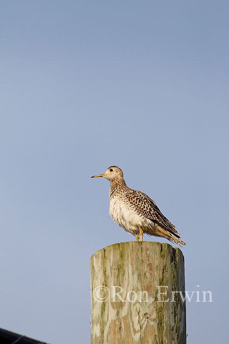 Upland Sandpiper