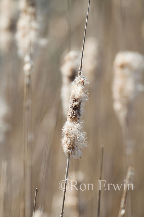 Cattail Seed Heads