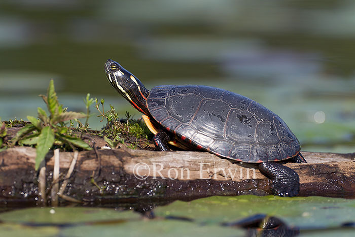 Midland Painted Turtle