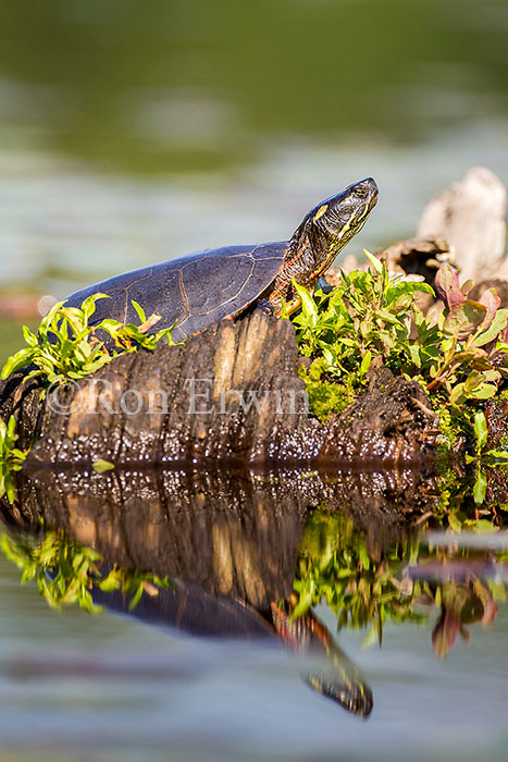 Midland Painted Turtle