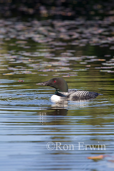 Common Loon