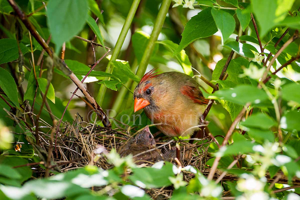 Northern Cardinals at Nest