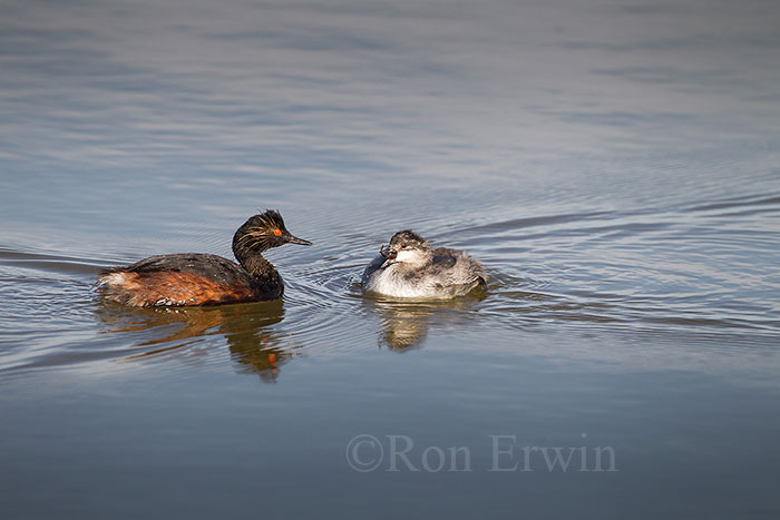 Eared Grebe Adult with Young