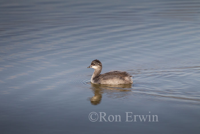 Young Eared Grebe