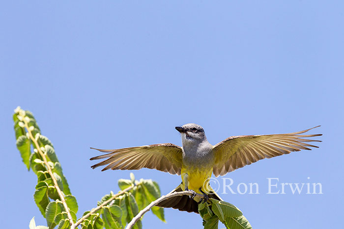 Western Kingbird Adult