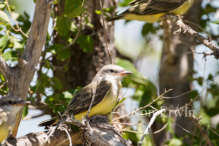 Western Kingbird Juvenile