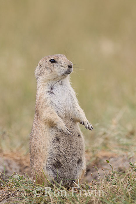 Black-tailed Prairie Dog