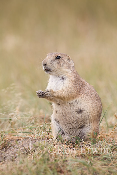 Black-tailed Prairie Dog
