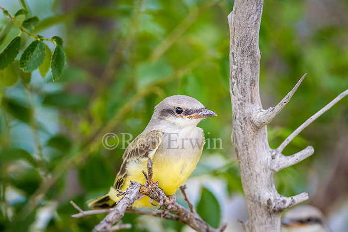 Western Kingbird