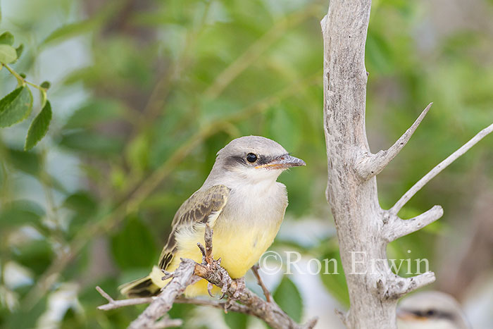 Western Kingbird Juvenile