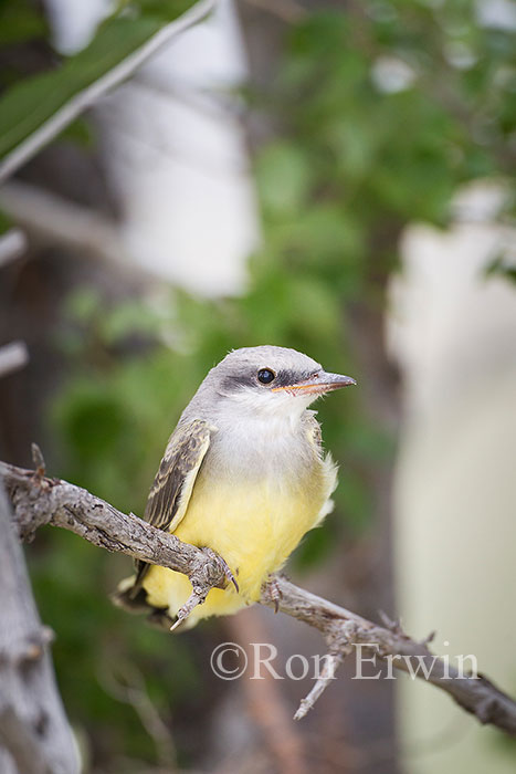 Western Kingbird Juvenile