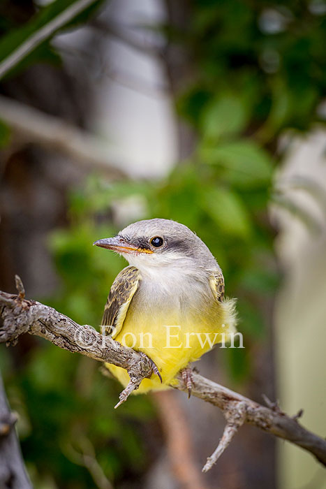 Western Kingbird