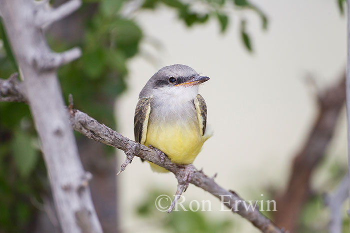 Western Kingbird Juvenile