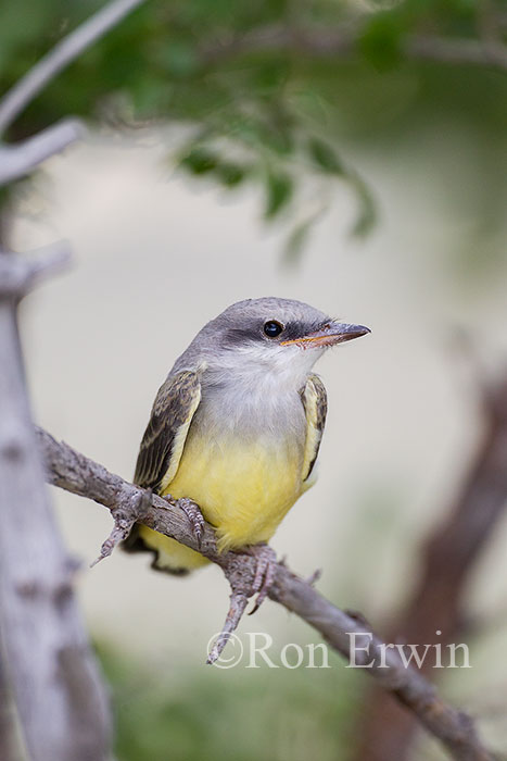 Western Kingbird Juvenile