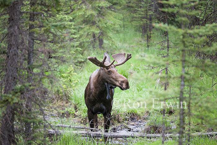 Bull Moose