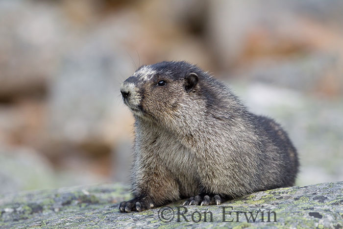 Hoary Marmot