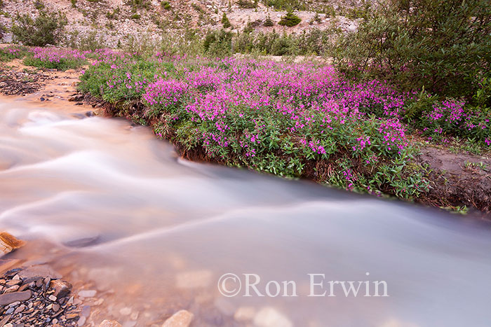 Stream on Mount Edith Cavell, AB