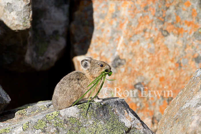American Pika