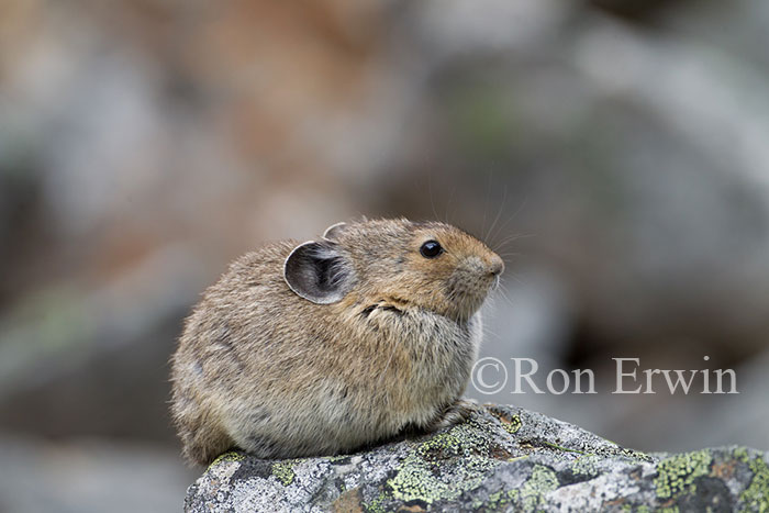 American Pika
