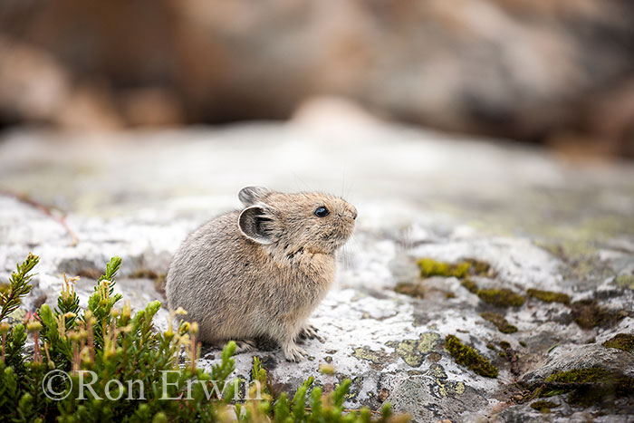 American Pika