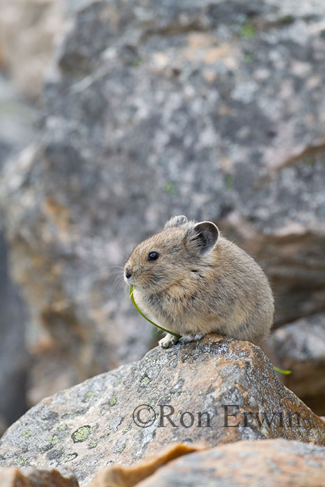 American Pika
