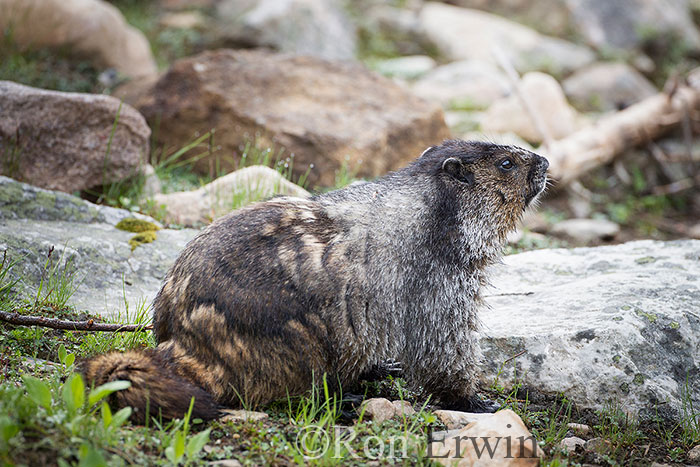 Hoary Marmot