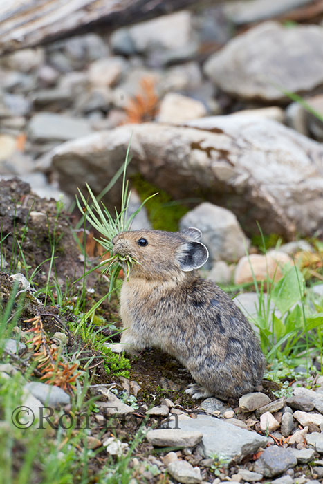 American Pika
