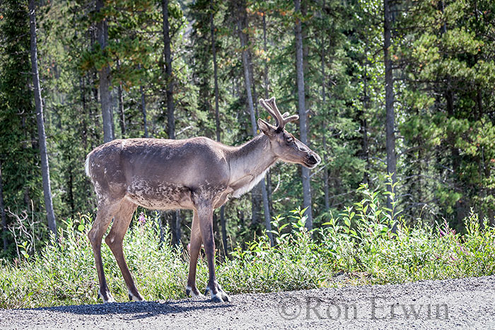 Woodland Caribou