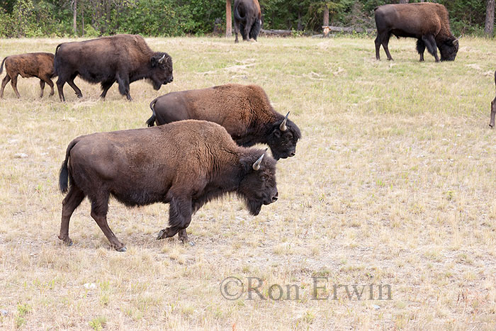 Wood Bison