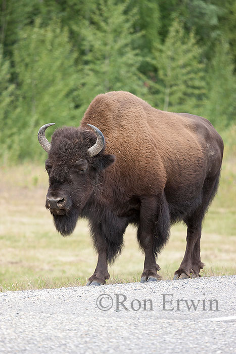 Wood Bison