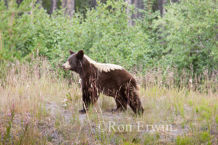 Black Bear