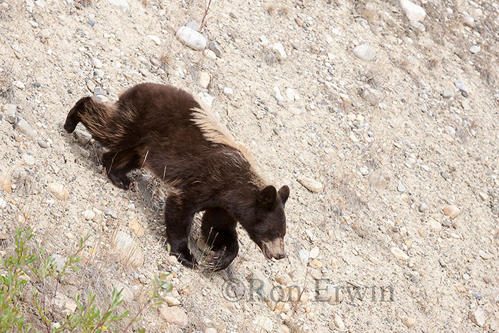 Black Bear