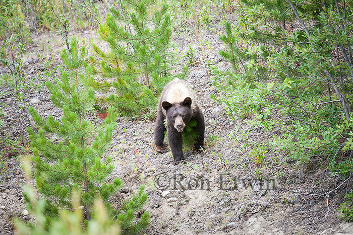 Black Bear
