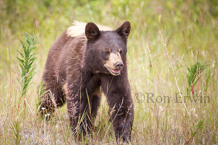 Black Bear