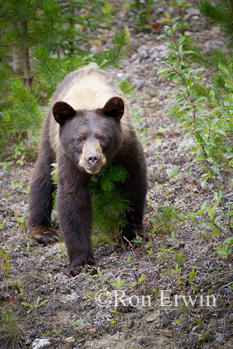 Black Bear