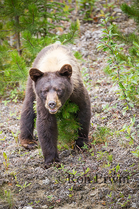 Black Bear