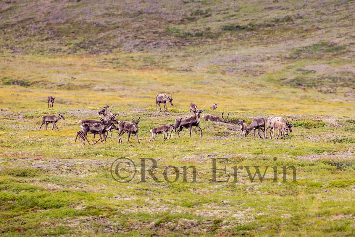 Porcupine Caribou