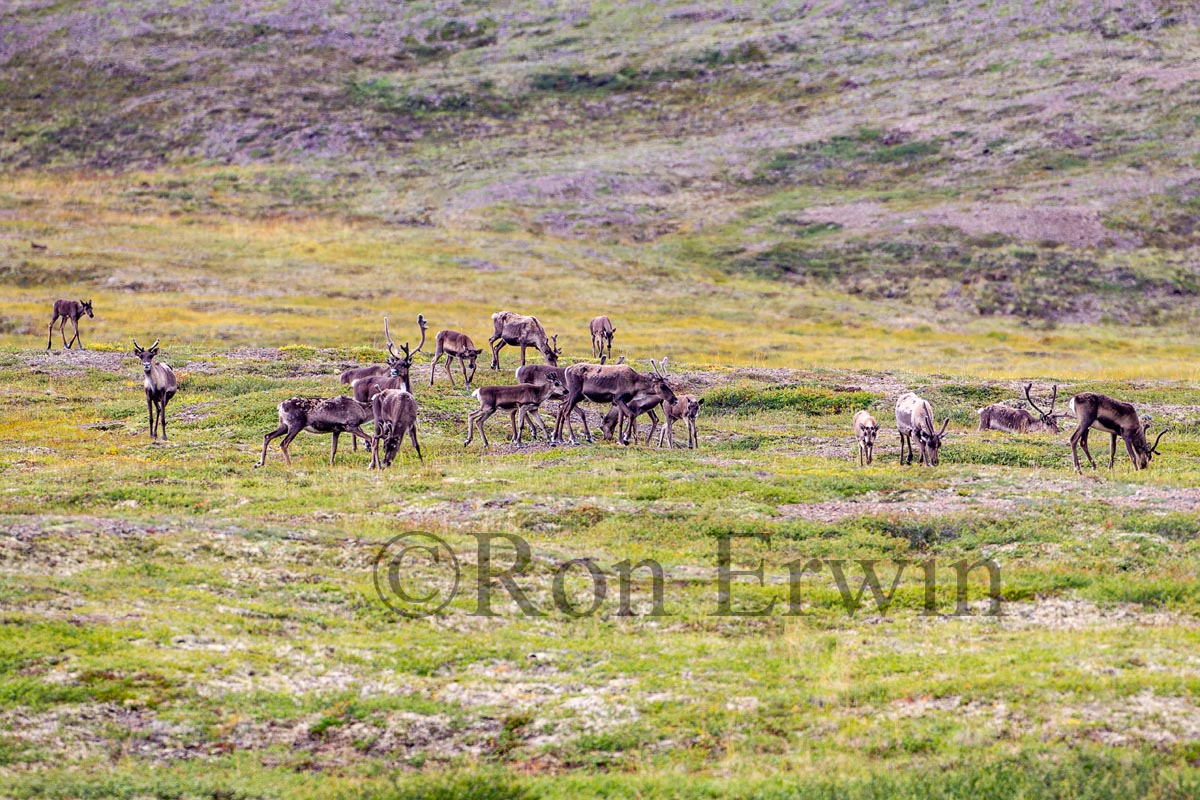 Porcupine Caribou