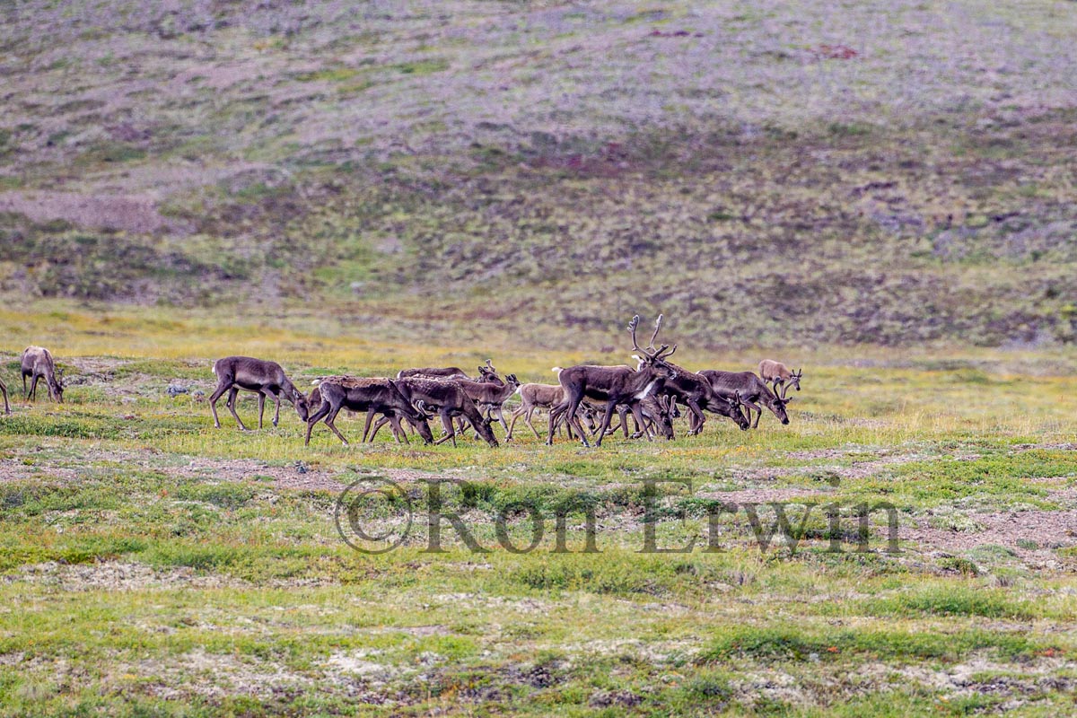 Porcupine Caribou