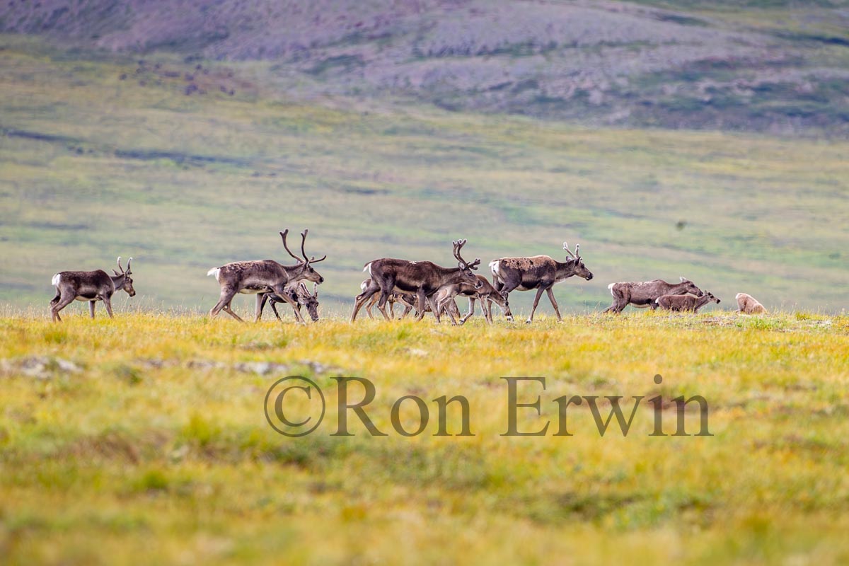 Porcupine Caribou