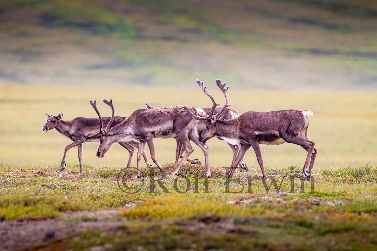 Porcupine Caribou