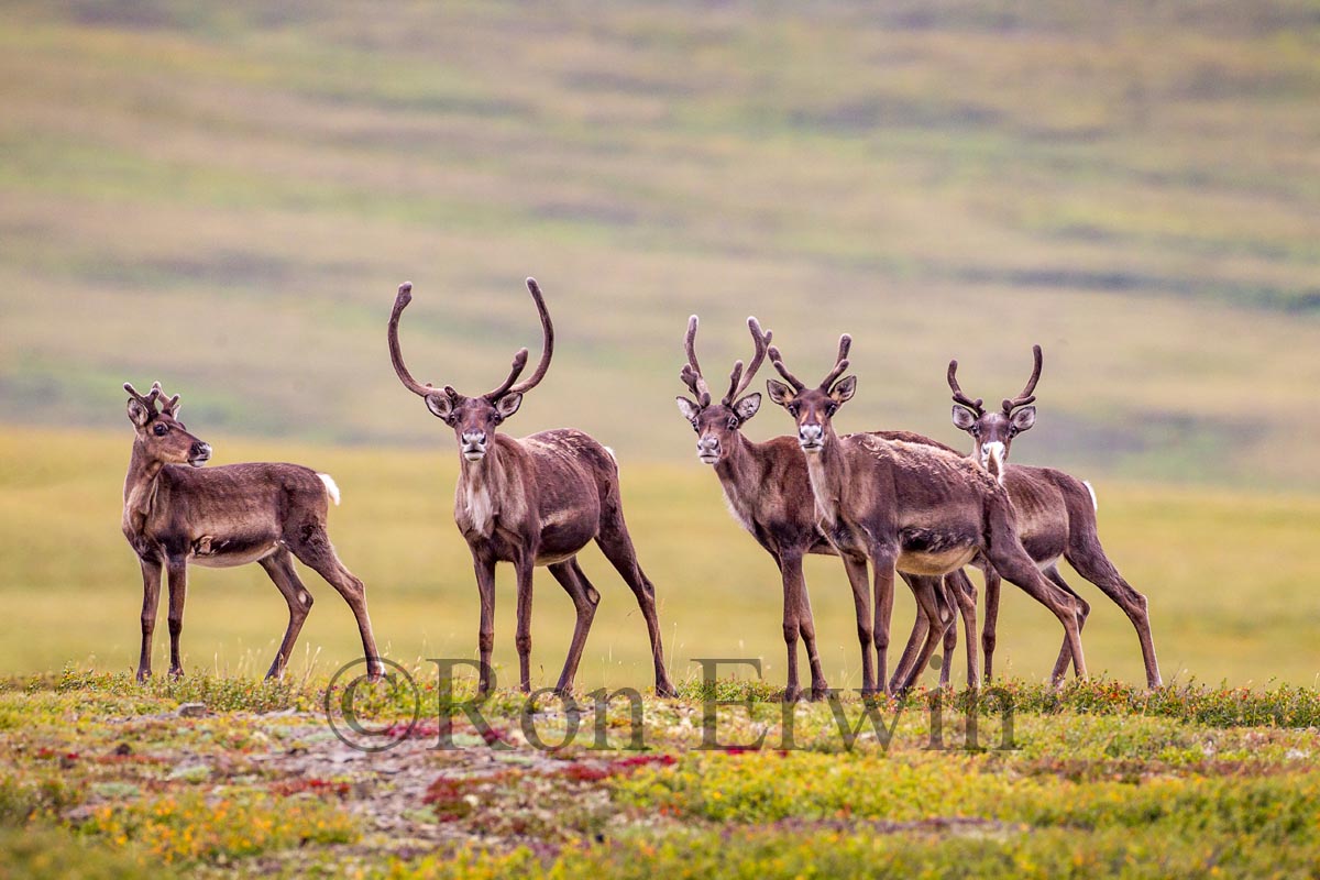 Porcupine Caribou