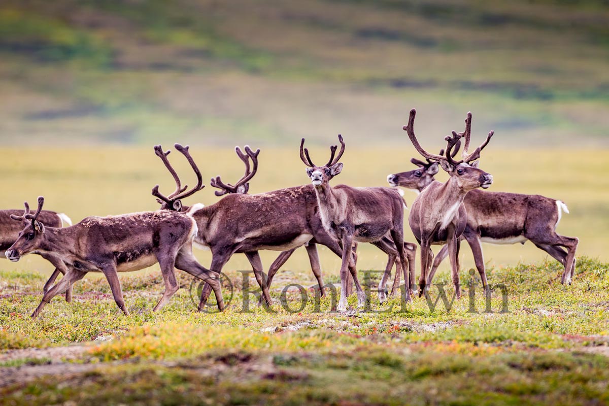 Porcupine Caribou