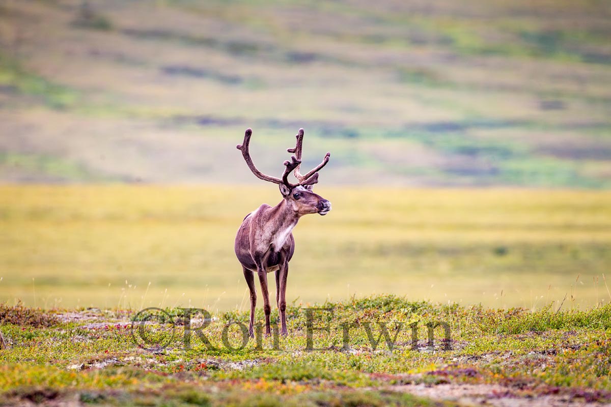 Porcupine Caribou